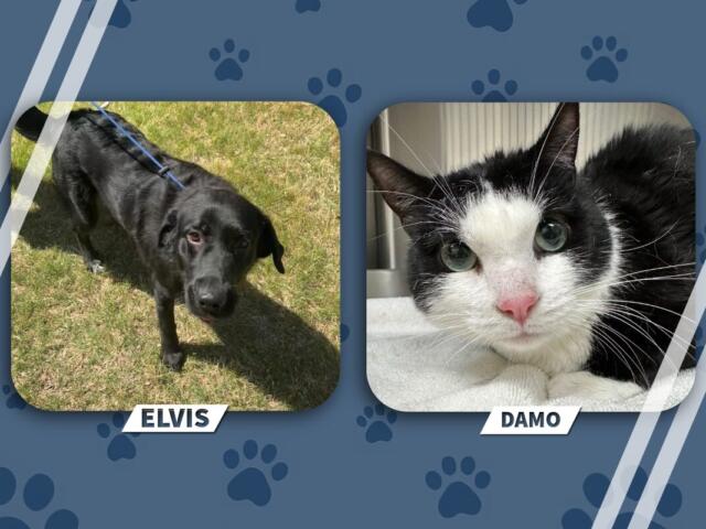Elvis the black dog standing on grass on the left, and Damo the black-and-white cat resting on a towel on the right.
