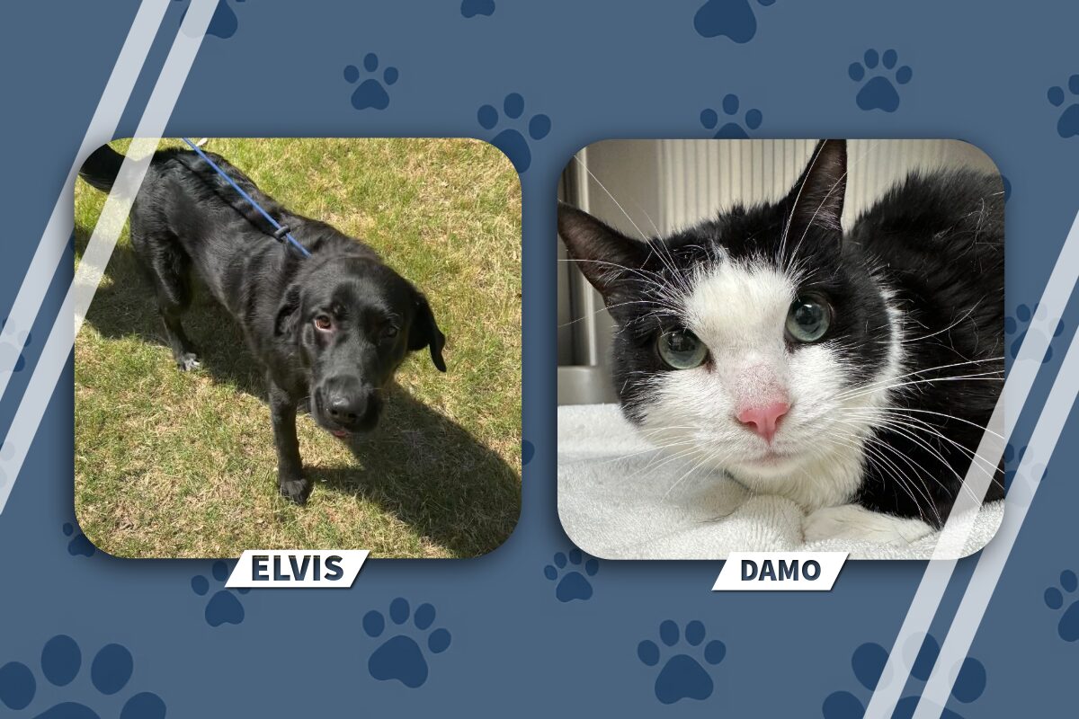 Elvis the black dog standing on grass on the left, and Damo the black-and-white cat resting on a towel on the right.