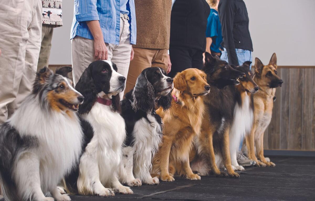 Line of dogs sitting in a row on a dark floor, with people standing behind them in an indoor setting.