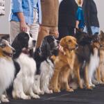 Line of dogs sitting in a row on a dark floor, with people standing behind them in an indoor setting.