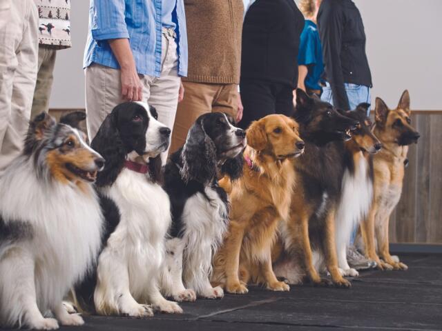 Line of dogs sitting in a row on a dark floor, with people standing behind them in an indoor setting.