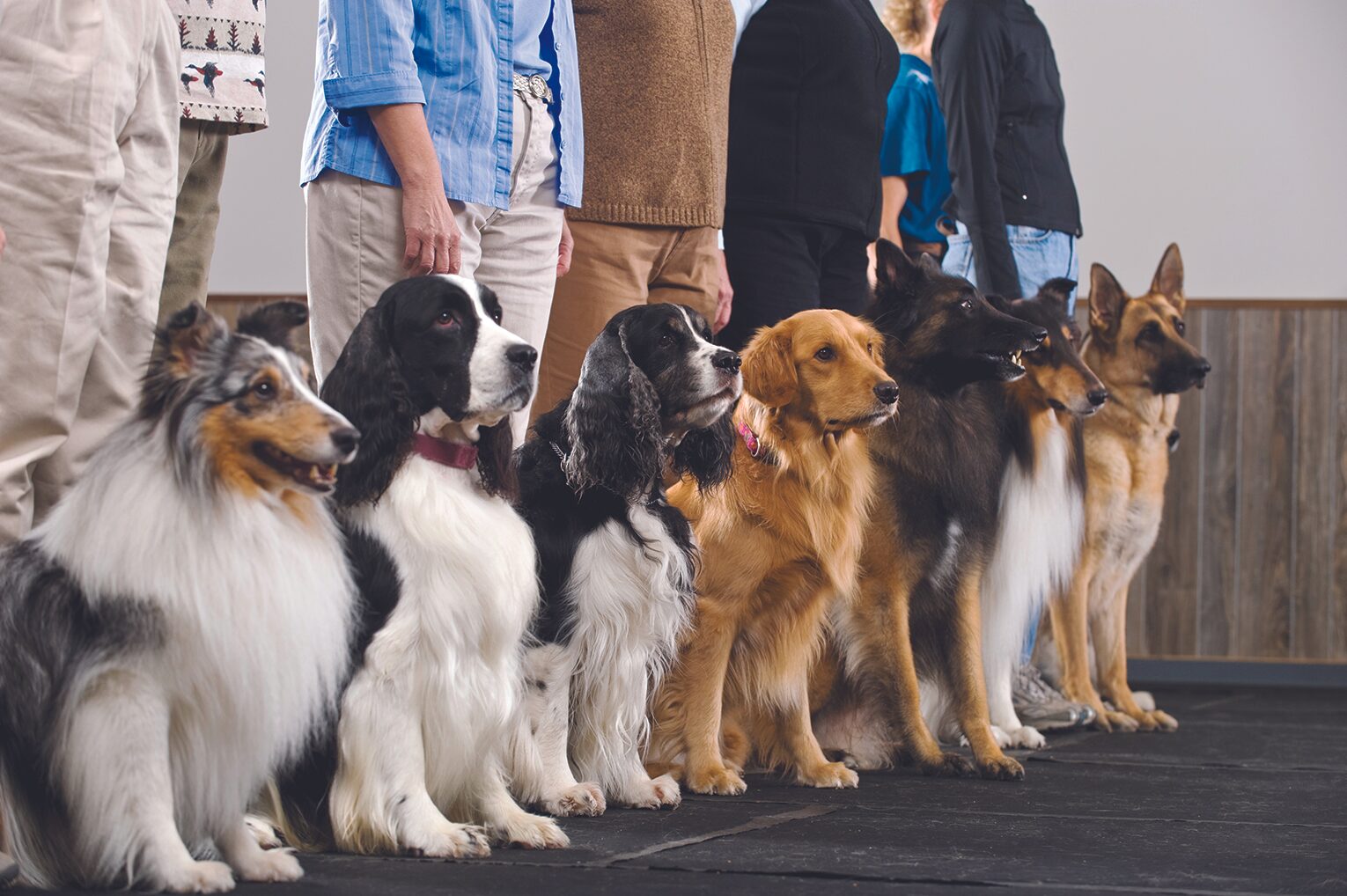 Line of dogs sitting in a row on a dark floor, with people standing behind them in an indoor setting.