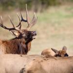 Male elk with large antlers among a herd in a sunlit field.