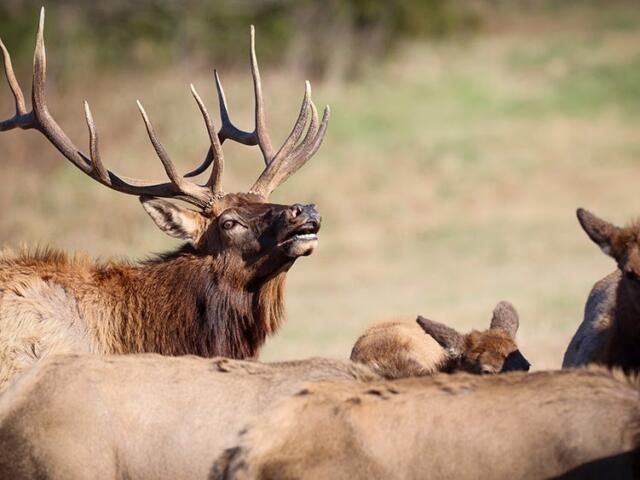 Male elk with large antlers among a herd in a sunlit field.