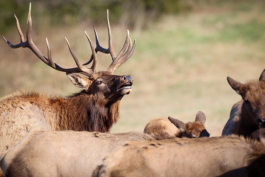 Male elk with large antlers among a herd in a sunlit field.