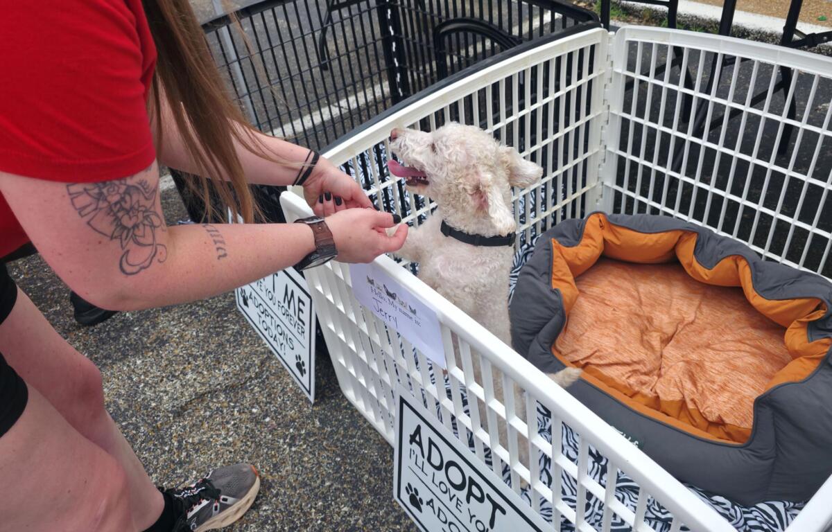 Person with a tattooed arm reaches to pet a small fluffy white dog inside a white crate at an adoption event, with a padded bed inside the crate and signs on the cage.