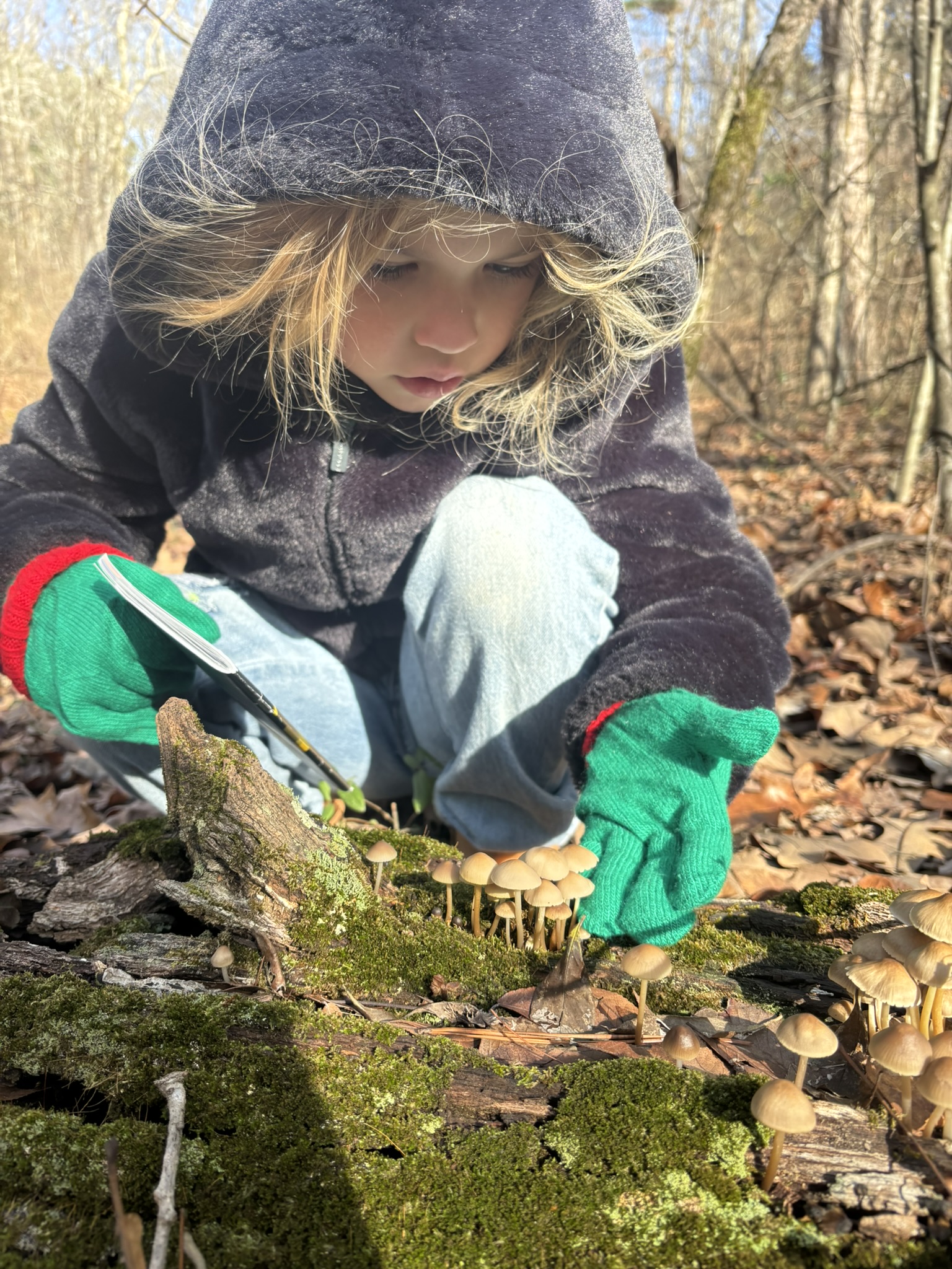 Child in a dark hoodie crouches on a mossy log, collecting small mushrooms in a woodland setting.