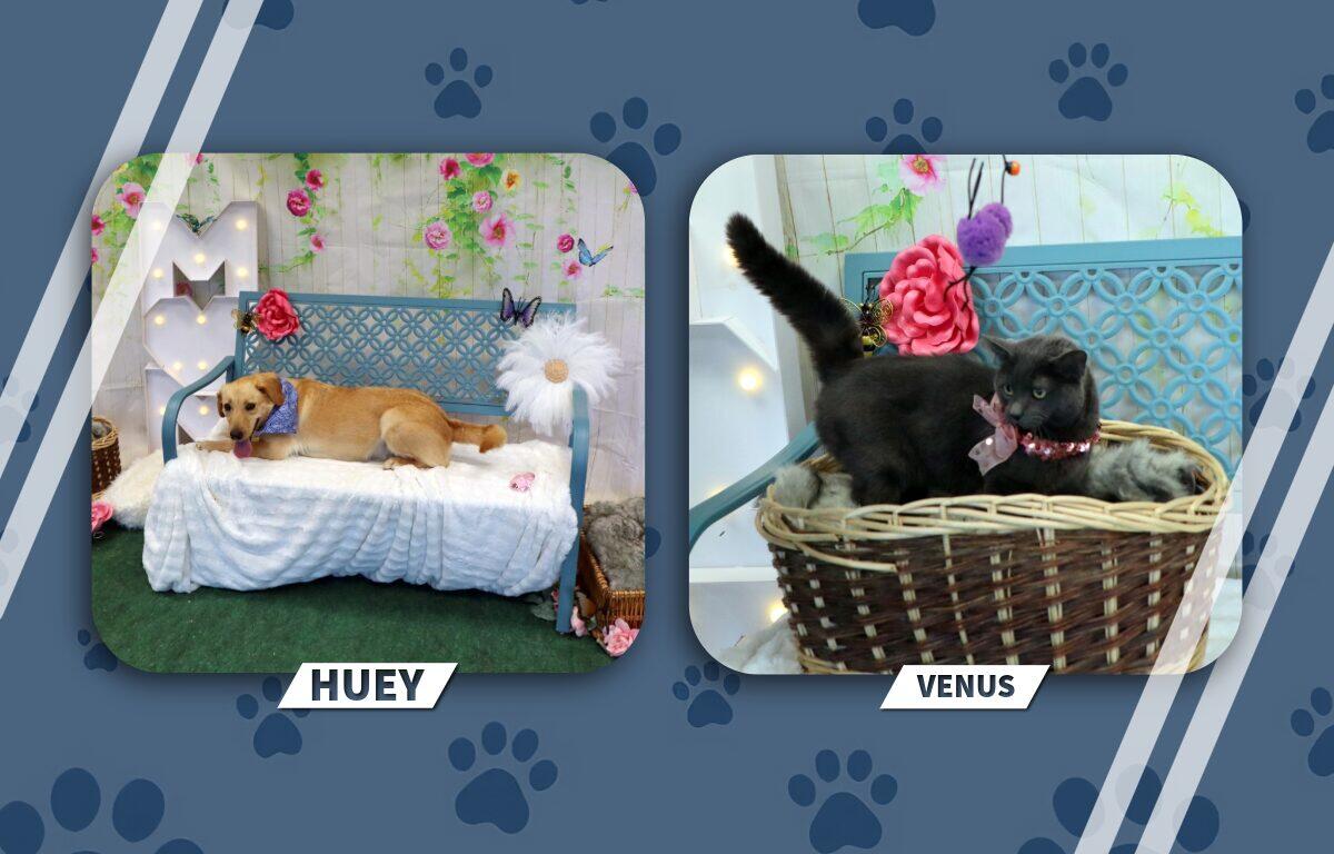 Huey the tan dog lounges on a white blanket atop a blue garden bench with floral backdrop; Venus the gray cat sits in a wicker basket wearing a pink collar.