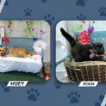 Huey the tan dog lounges on a white blanket atop a blue garden bench with floral backdrop; Venus the gray cat sits in a wicker basket wearing a pink collar.