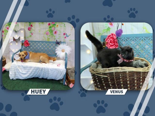 Huey the tan dog lounges on a white blanket atop a blue garden bench with floral backdrop; Venus the gray cat sits in a wicker basket wearing a pink collar.