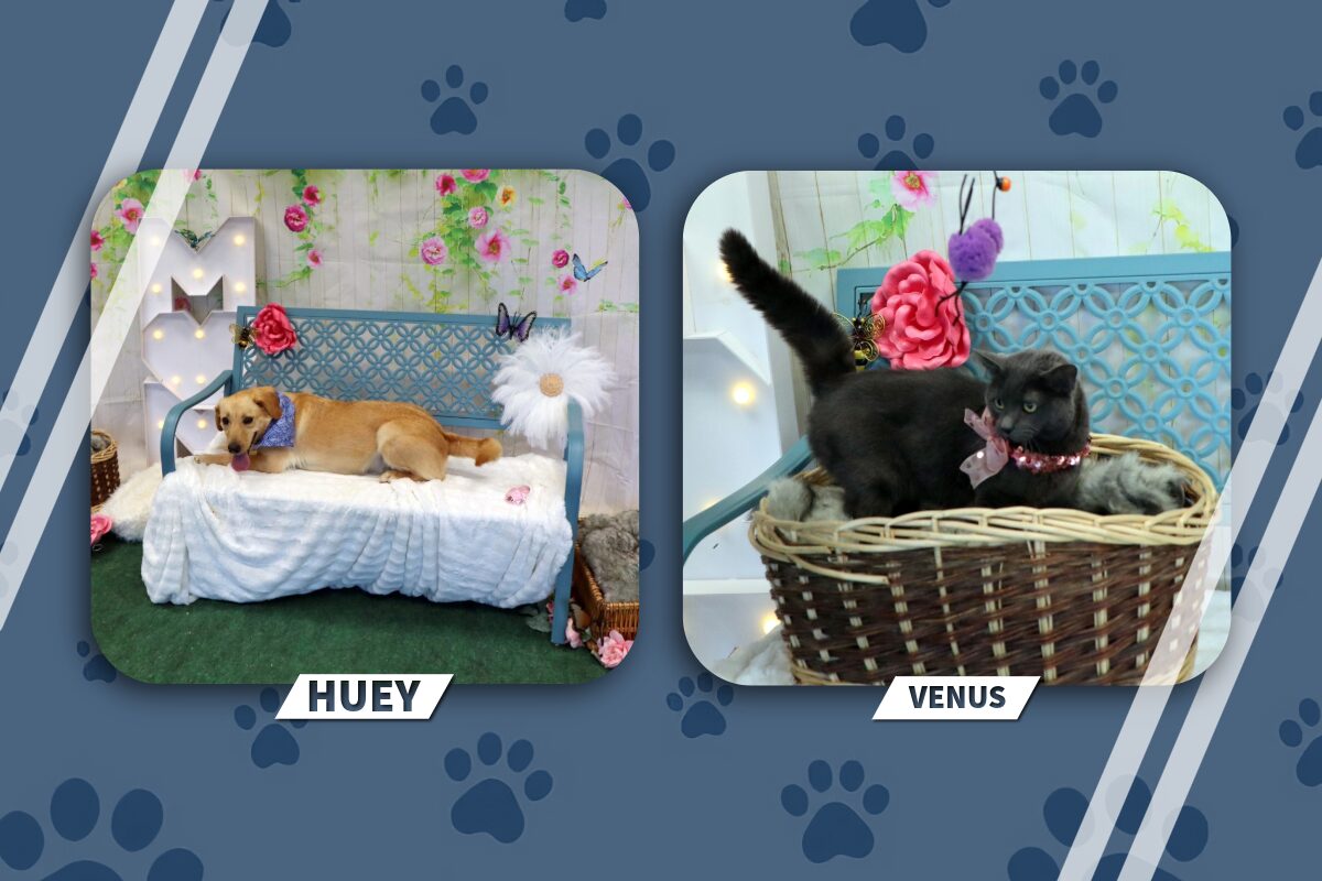 Huey the tan dog lounges on a white blanket atop a blue garden bench with floral backdrop; Venus the gray cat sits in a wicker basket wearing a pink collar.