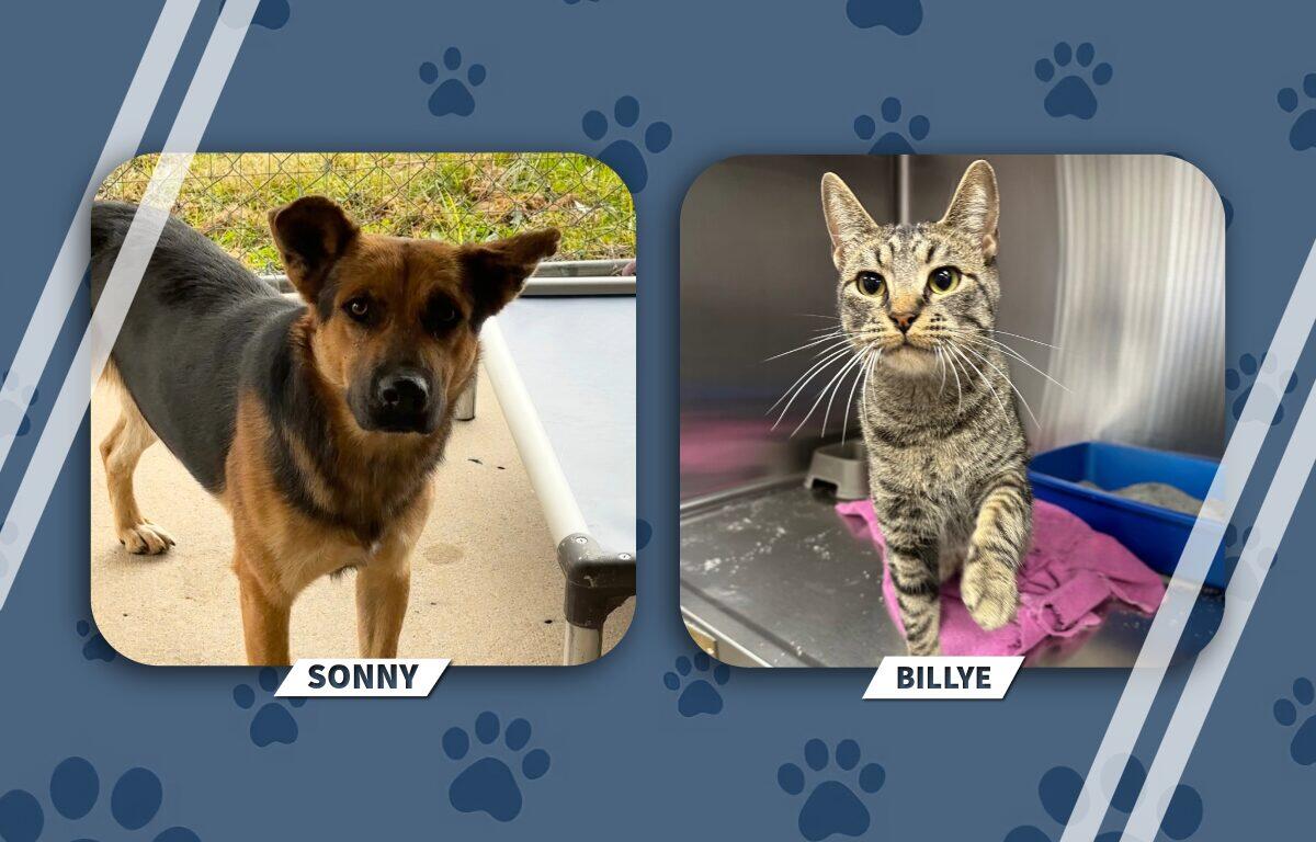Adoptable pets: Sonny the dog (left) and Billye the cat (right).