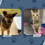 Adoptable pets: Sonny the dog (left) and Billye the cat (right).