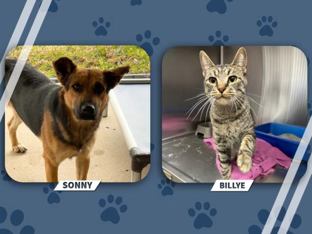 Adoptable pets: Sonny the dog (left) and Billye the cat (right).