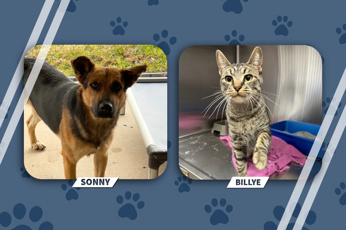 Adoptable pets: Sonny the dog (left) and Billye the cat (right).