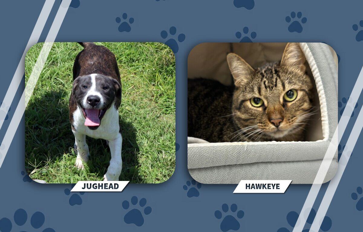 NEAHS Pets of the Week Jughead and Hawkeye