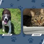 NEAHS Pets of the Week Jughead and Hawkeye