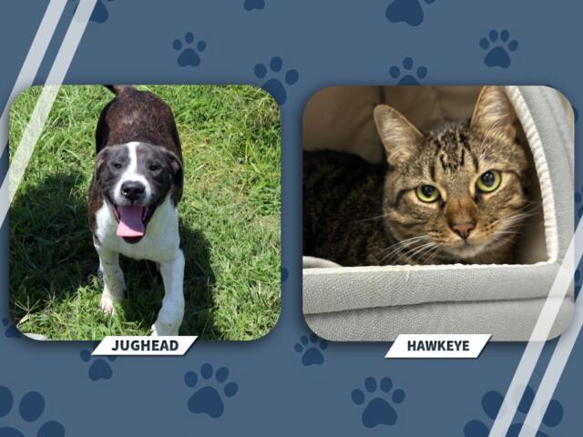 NEAHS Pets of the Week Jughead and Hawkeye