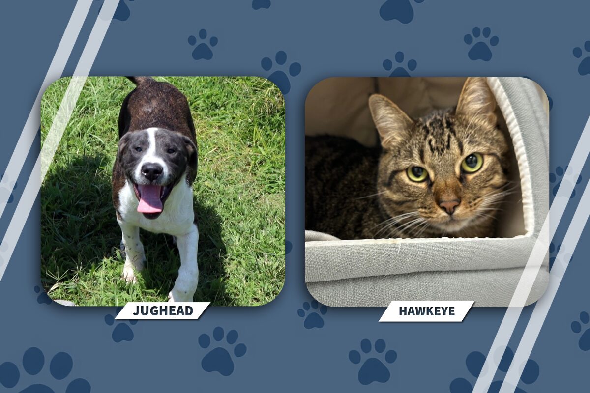 NEAHS Pets of the Week Jughead and Hawkeye
