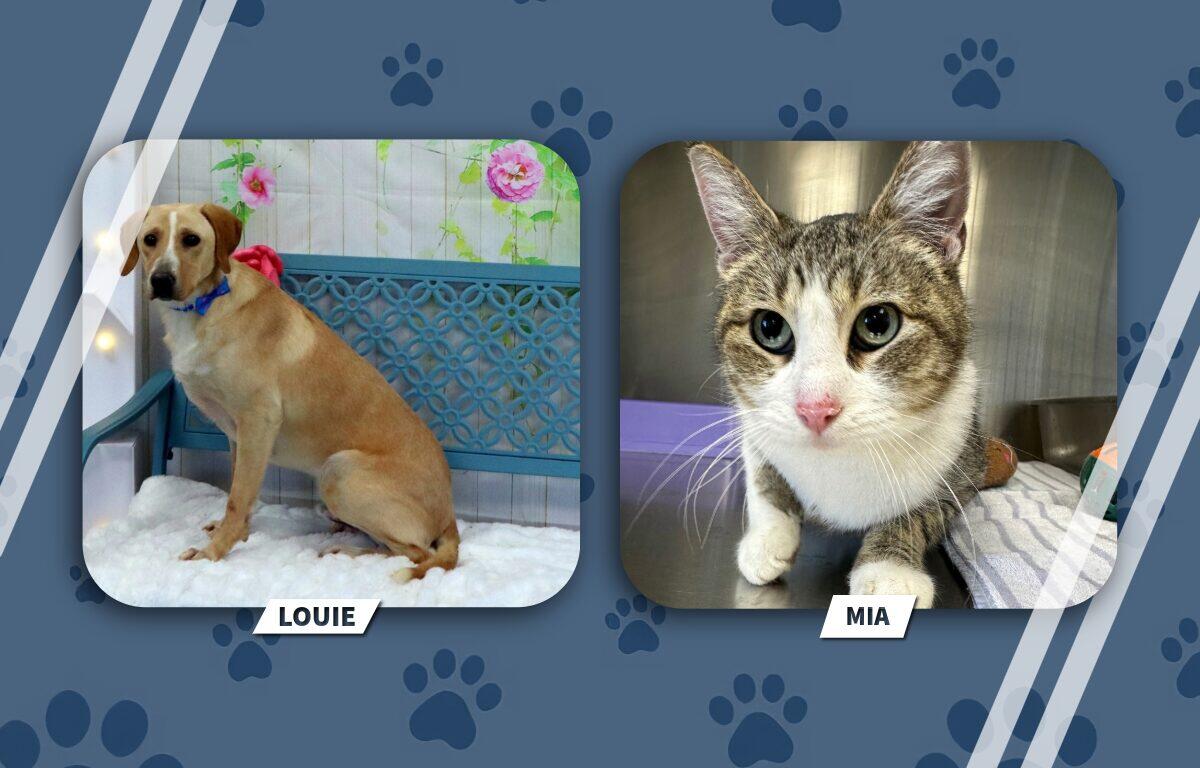 Two pet portraits: Louie, a tan dog with a blue collar, on the left; Mia, a gray-and-white tabby cat, on the right (both framed in rounded squares).