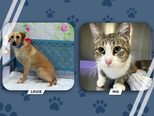 Two pet portraits: Louie, a tan dog with a blue collar, on the left; Mia, a gray-and-white tabby cat, on the right (both framed in rounded squares).
