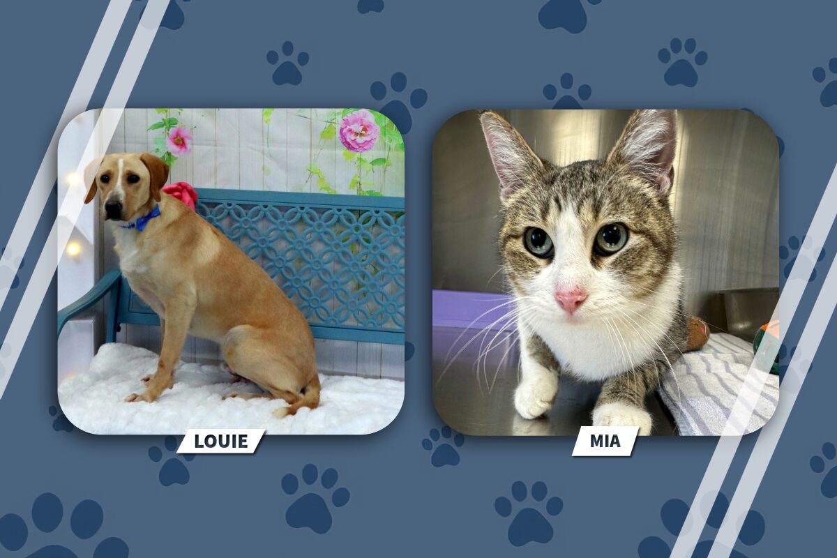 Two pet portraits: Louie, a tan dog with a blue collar, on the left; Mia, a gray-and-white tabby cat, on the right (both framed in rounded squares).