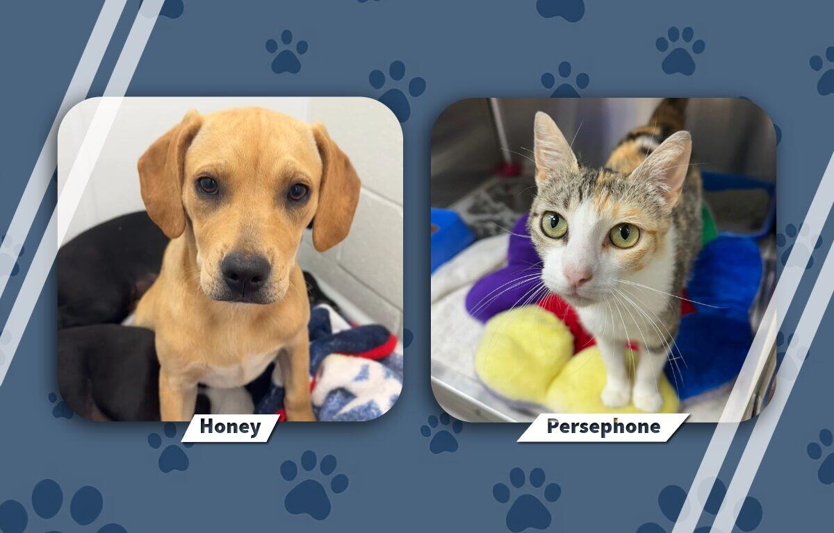 Pets of the Week June 1