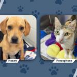 Pets of the Week June 1