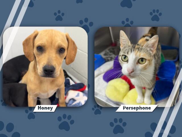 Pets of the Week June 1