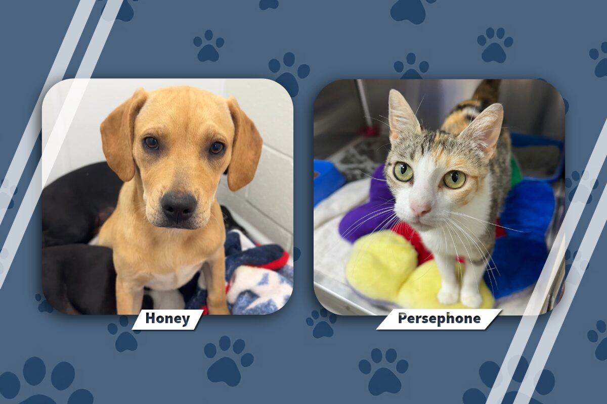 Pets of the Week June 1