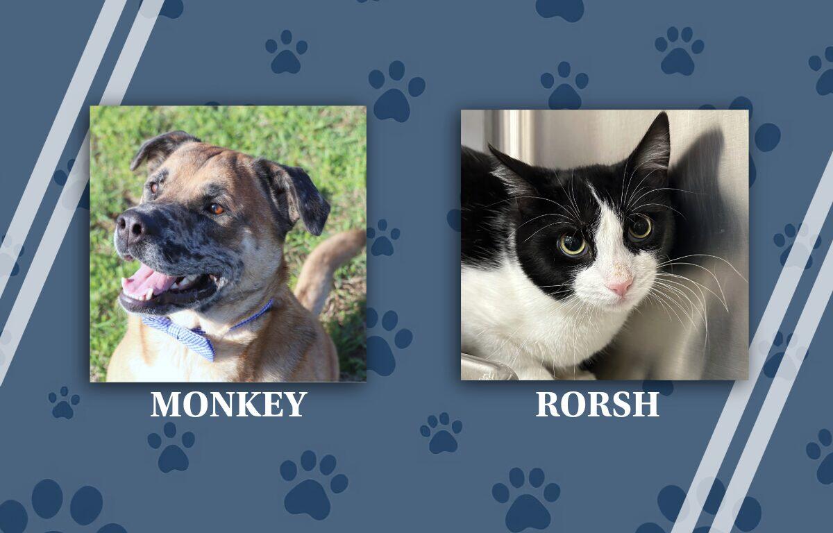 pets of the week 6/15