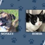 pets of the week 6/15