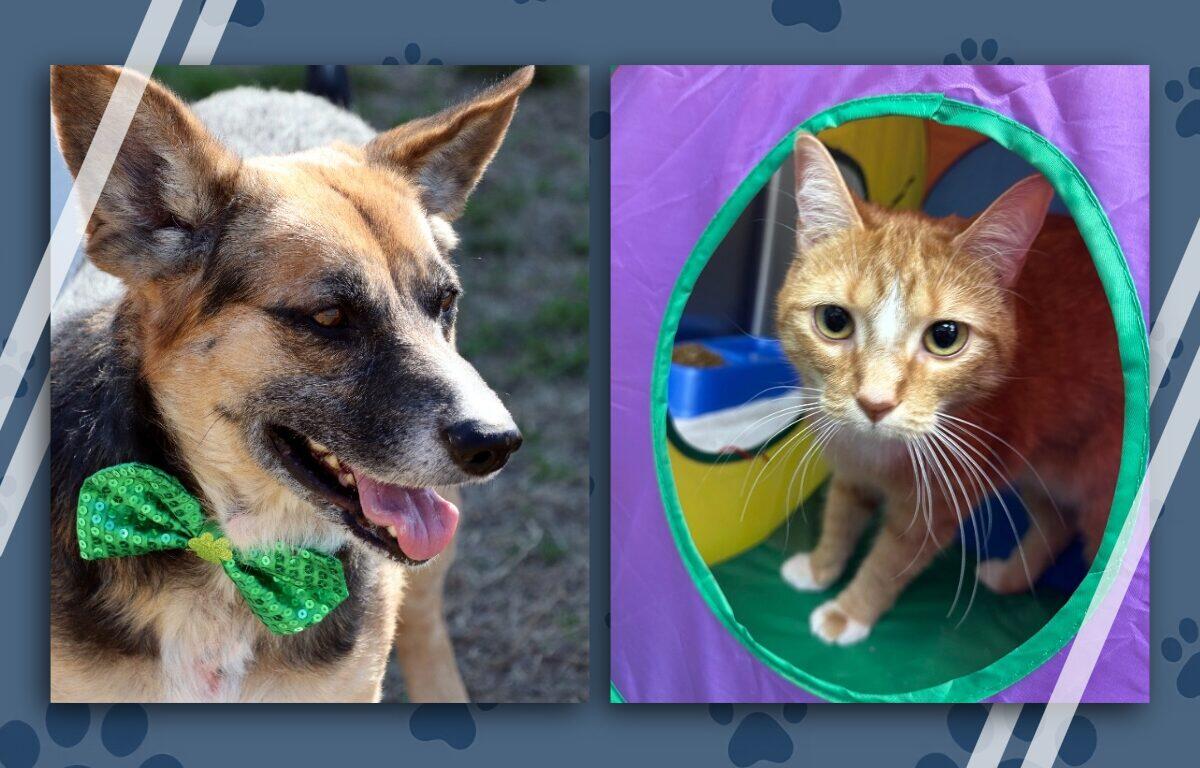 Pets of the Week June 22