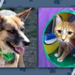 Pets of the Week June 22