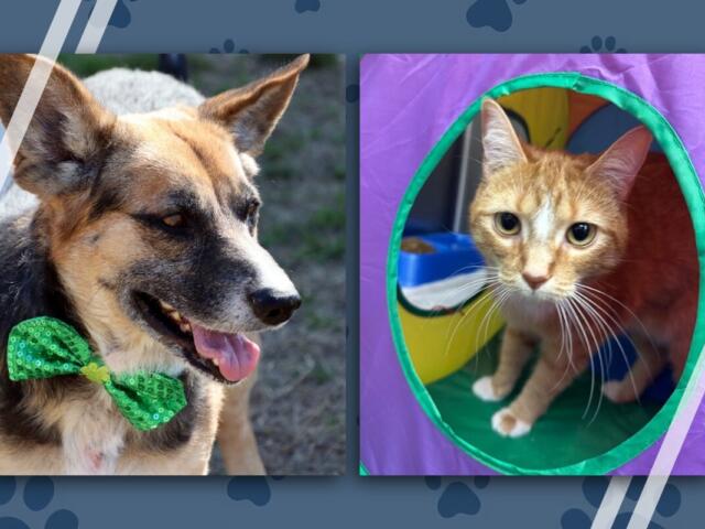 Pets of the Week June 22