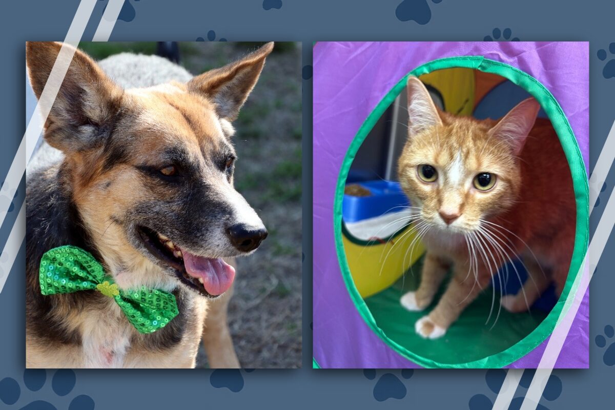 Pets of the Week June 22
