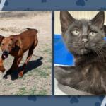 Side-by-side photos of a lively brown dog running on dry grass and a black kitten lounging, suggesting two pets available for adoption.