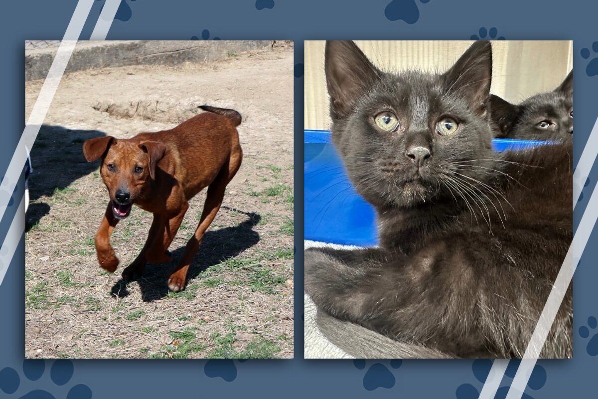 Side-by-side photos of a lively brown dog running on dry grass and a black kitten lounging, suggesting two pets available for adoption.