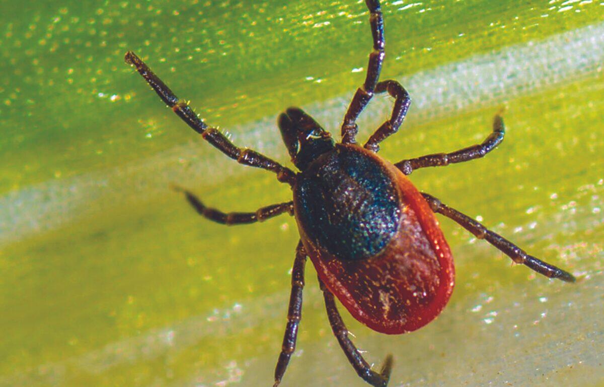 Close-up of a tick (arachnid) on a green leaf, displaying a dark blue-green shield and red abdomen.