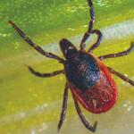 Close-up of a tick (arachnid) on a green leaf, displaying a dark blue-green shield and red abdomen.