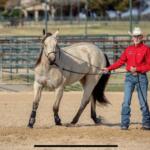 Man in a red shirt and cowboy hat walks a gray horse on a lunge line in a sandy arena.