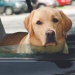 Golden retriever leaning its head out of a car window, looking ahead with a calm expression.