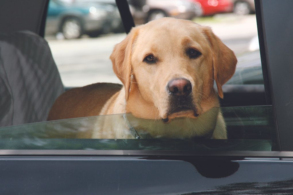 Golden retriever leaning its head out of a car window, looking ahead with a calm expression.