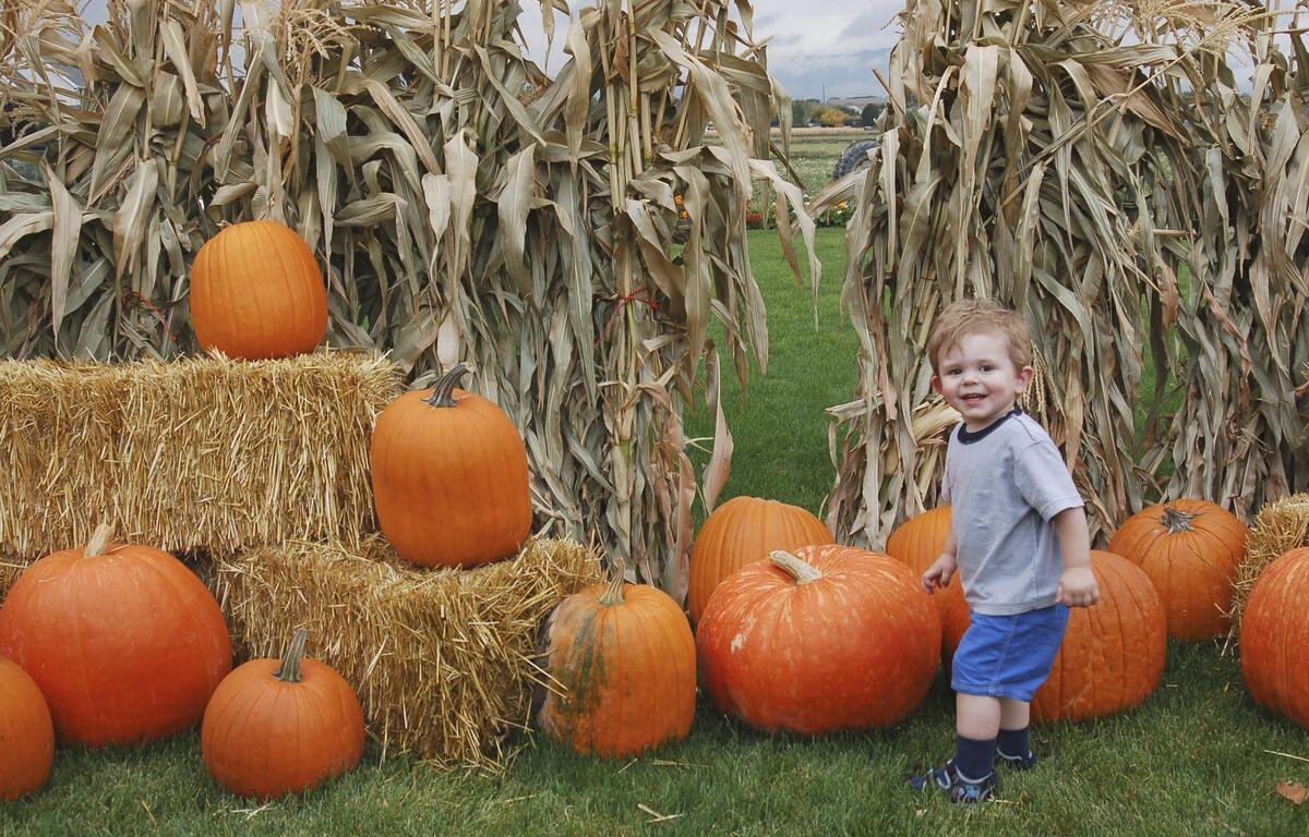 Smiling toddler in a gray shirt and blue shorts stands among pumpkins and hay bales in a pumpkin patch.