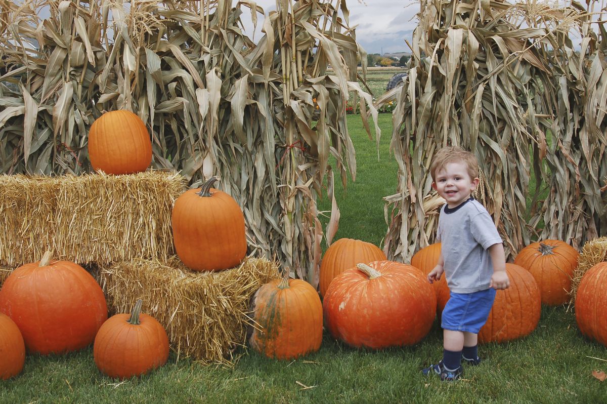 Smiling toddler in a gray shirt and blue shorts stands among pumpkins and hay bales in a pumpkin patch.