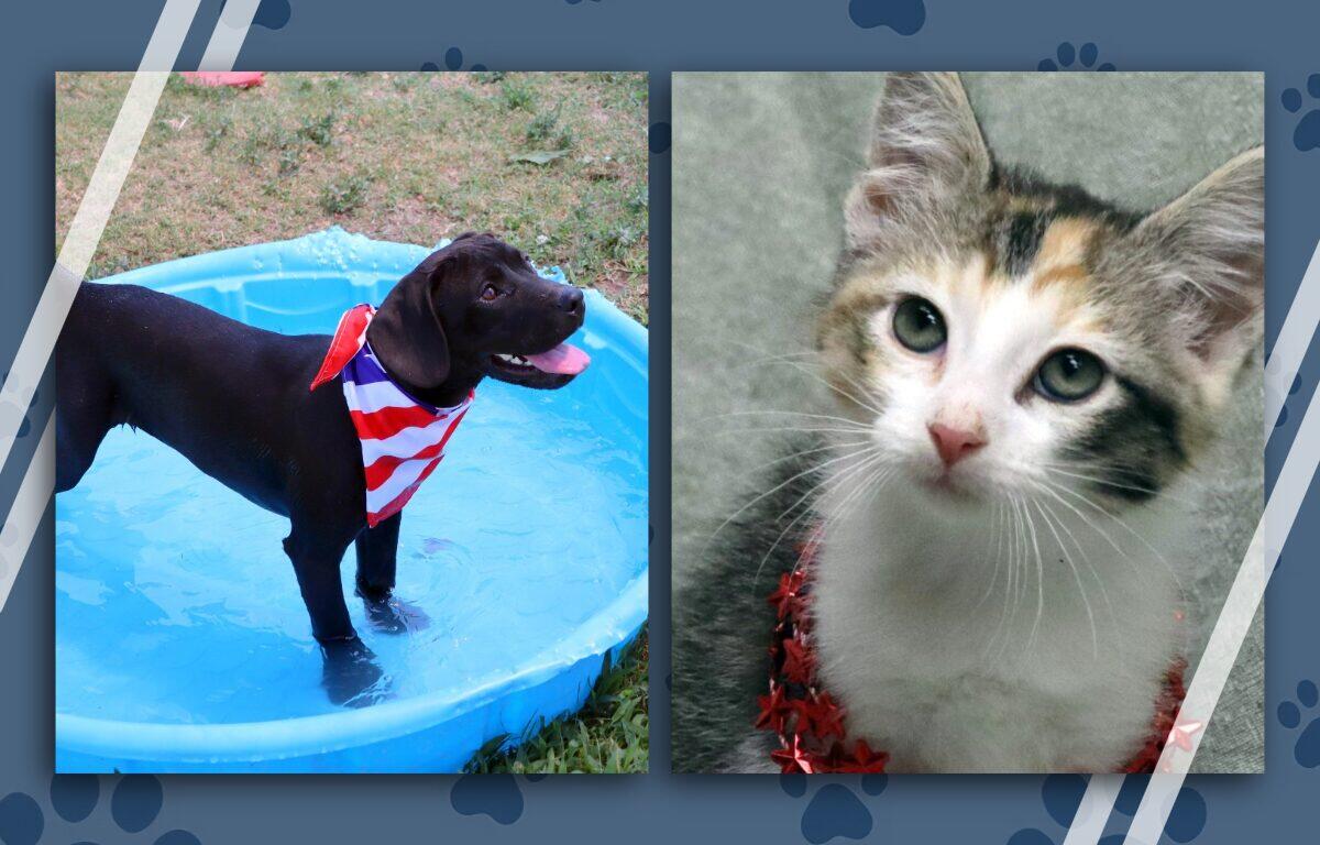 Puppy in a blue kiddie pool wearing a red, white, and blue bandana; calico kitten with red necklace on the right panel.