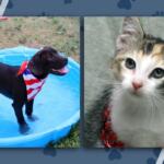 Puppy in a blue kiddie pool wearing a red, white, and blue bandana; calico kitten with red necklace on the right panel.