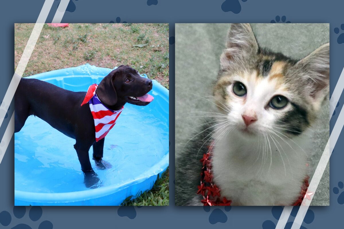 Puppy in a blue kiddie pool wearing a red, white, and blue bandana; calico kitten with red necklace on the right panel.