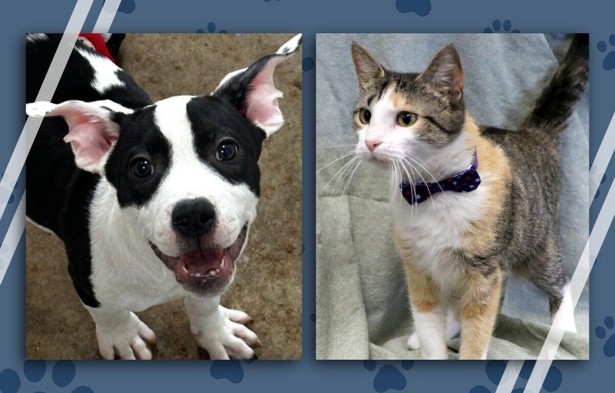 Two pets side by side: a happy black-and-white dog on the left and a calico cat wearing a blue bow tie on the right.