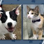 Two pets side by side: a happy black-and-white dog on the left and a calico cat wearing a blue bow tie on the right.
